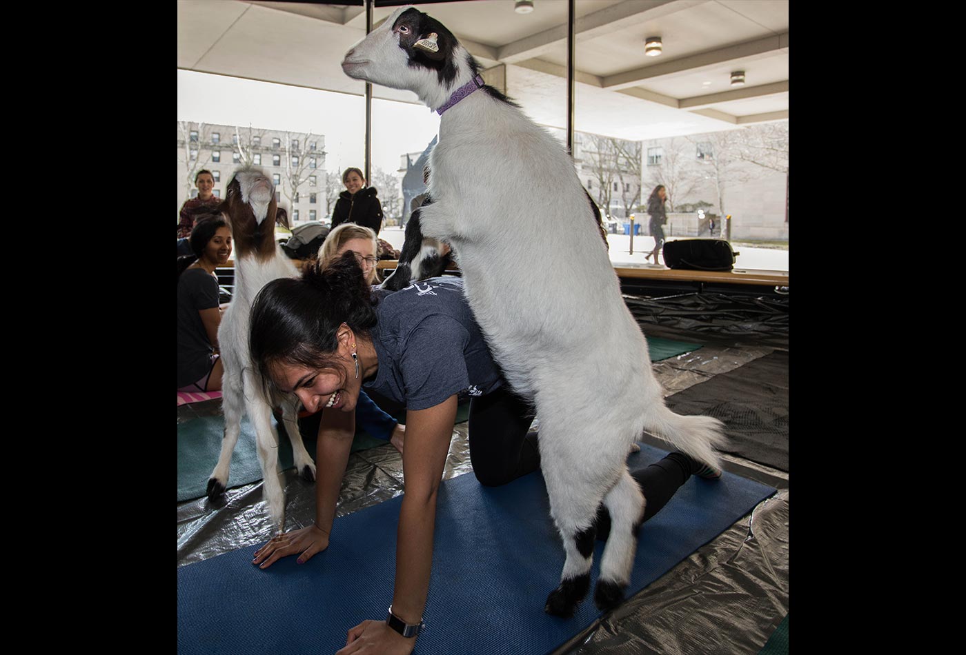 A female graduate student is on her hands and knees as a white goat puts its two front hooves on her back