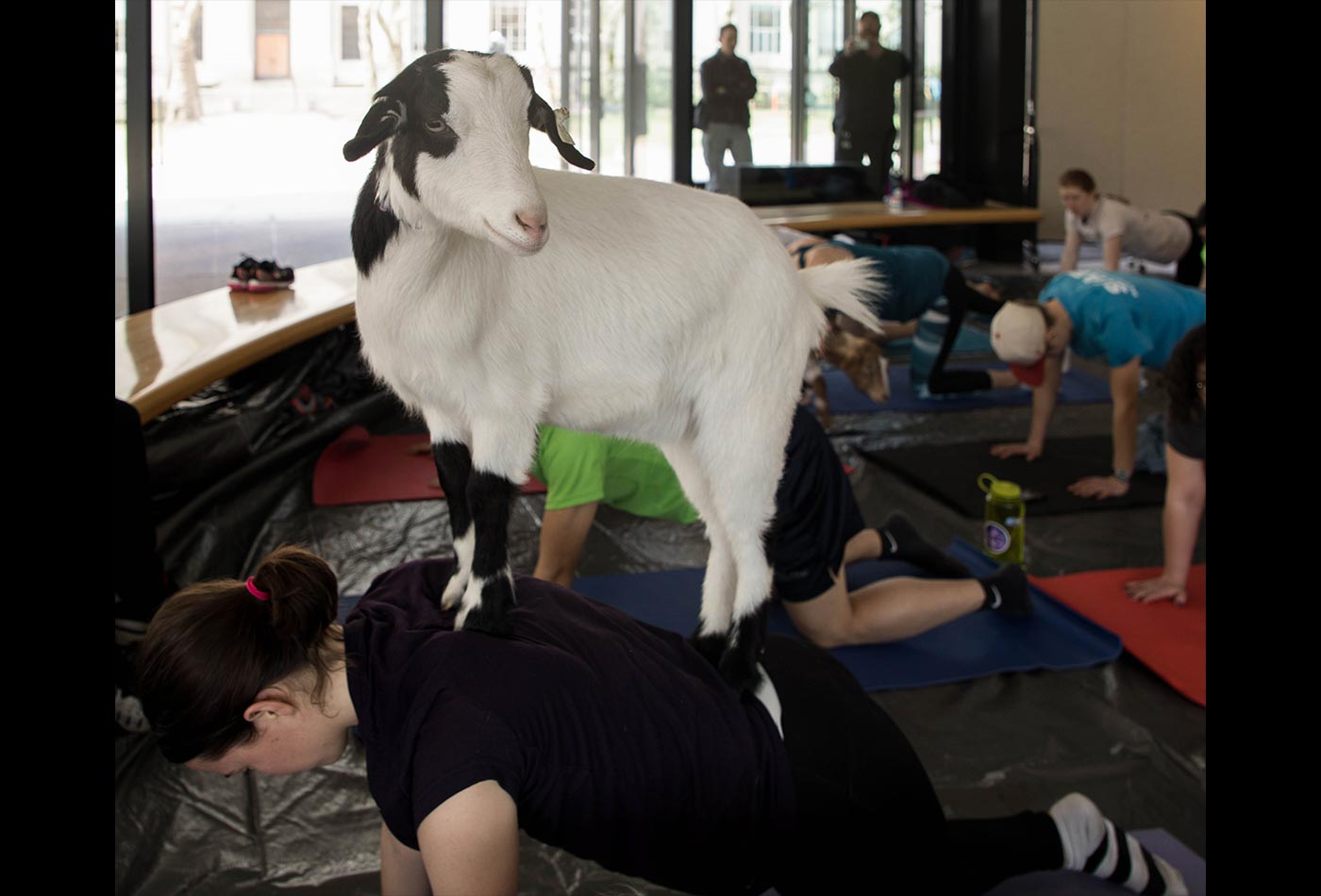 A goat stands on a female graduate student's back.
