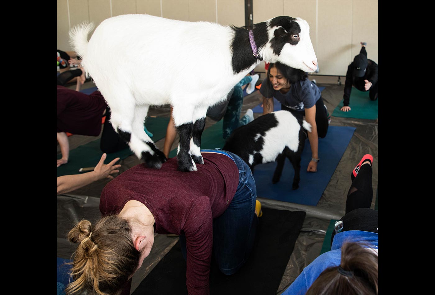 A black and white goat stands on top of a female graduate student's back while she is on all fours.