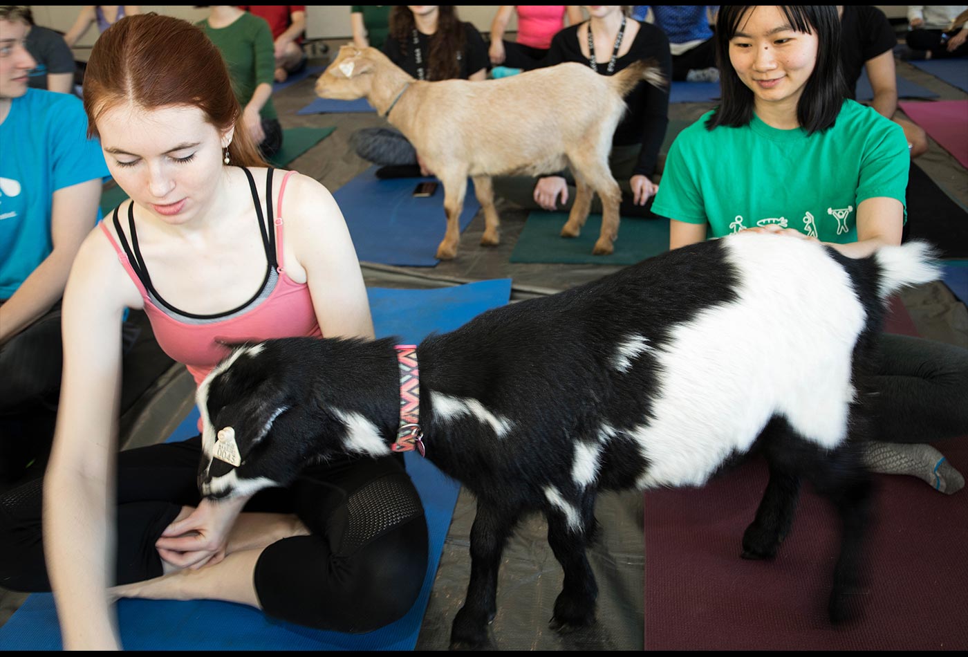 A goat sniffs a female graduate student while she does yoga.