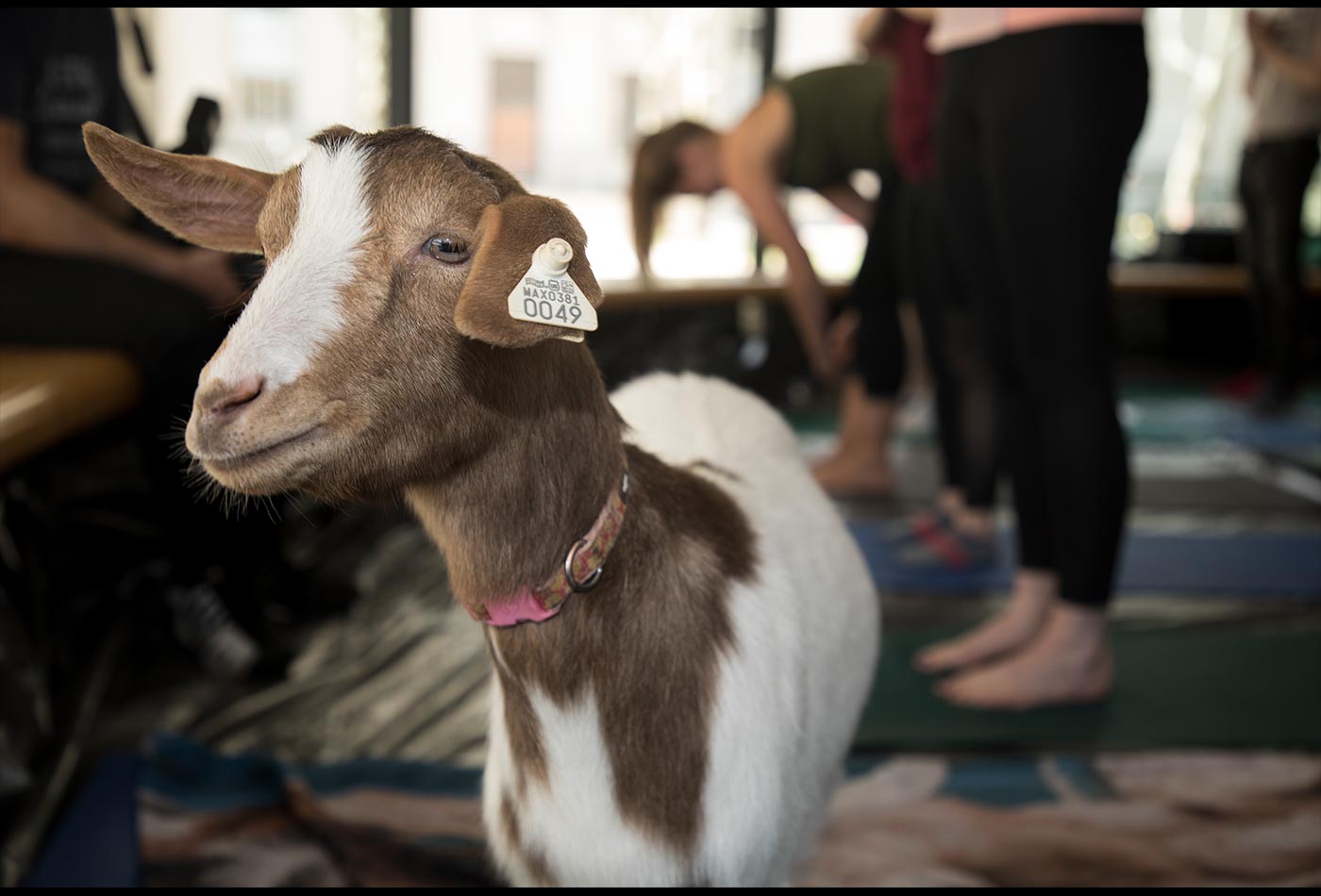 A brown and white goat.