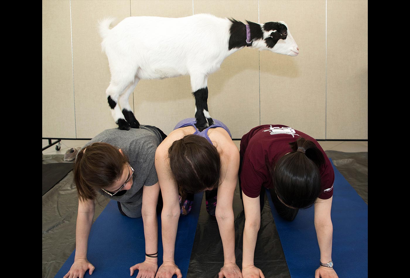 Three graduate students on all fours form a bridge for a goat to walk across.