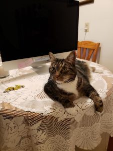 A cat lounges on a table.