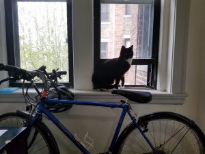 A cat looks out the window.