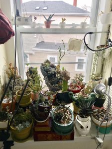 a collection of plants in a window.