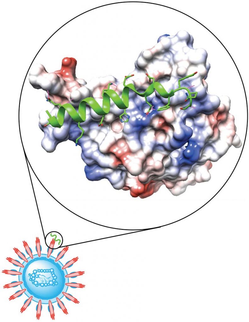 Combating COVID-19 with Chemistry – MIT Department of Chemistry