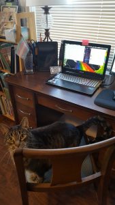 A cat sits on a desk chair in front of a laptop.