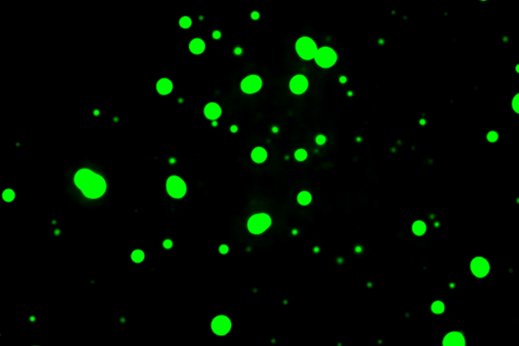 An image of bright green condensates.