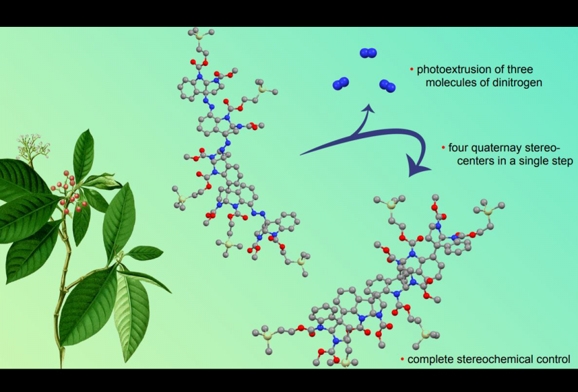 Drawing of a leafy plant on the left is next to depictions of molecules with text that reads photoextrusion of three molecules of dinitrogen, four quarternay stereo-centers in a single step, and complete stereochemical control
