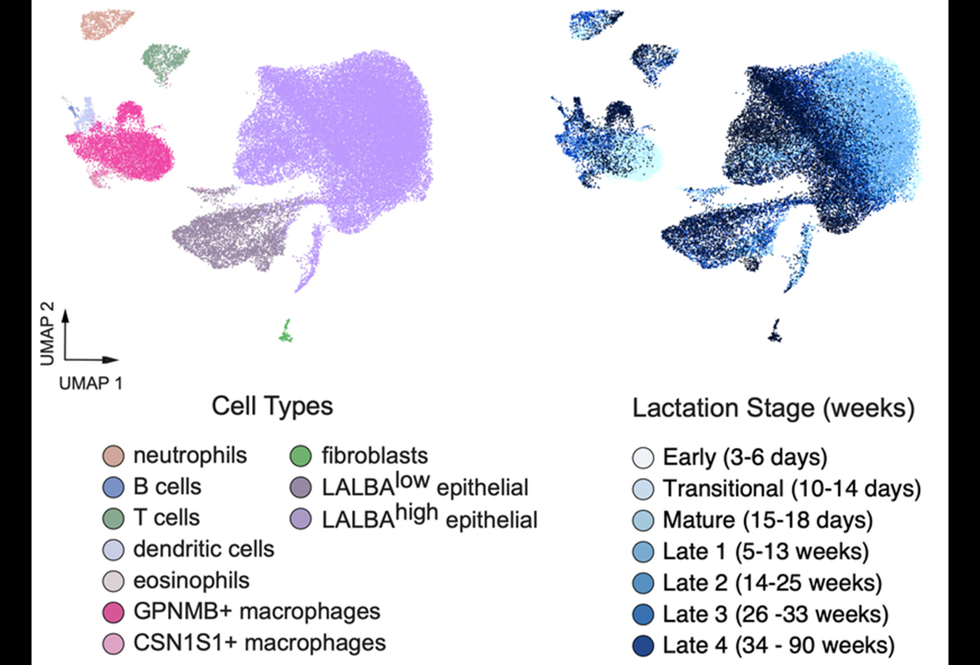 Clusters of colored dots with coded key below, text reads: Cell types: neutrophils, B cells, T cells, dendritic cells, eosinophils, GPNMB+ macrophages, CSN1S1+ macrophages, fibroblasts, LALBA low epithelial, LALBA high epithelial. Lactation Stage (weeks): Early (3-6 days), Transitional (10-14 days), Mature (15-18 days), Late 1 (5-13 weeks), Late 2 (14-25 weeks), Late 3 (26-33 weeks), Late 4 (34-90 weeks)