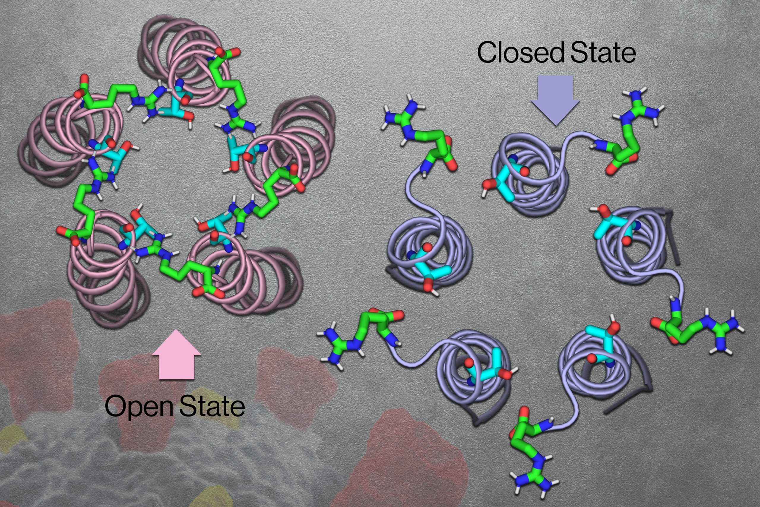 On left, labeled “Open State,” are noodle-like E proteins tightly bundled together in a helix shape, with amino acids close by. On right, labeled “Closed State,” the E protein are bundled more loosely, with amino acids connected further away