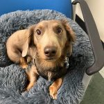 A light brown long haired dachshund gazes lovingly at the camera.