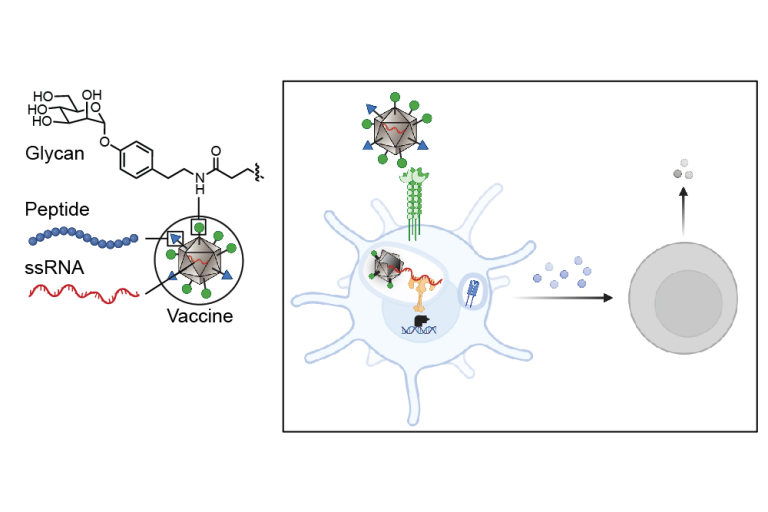 A new way to reprogram immune cells and direct them toward anti-tumor ...