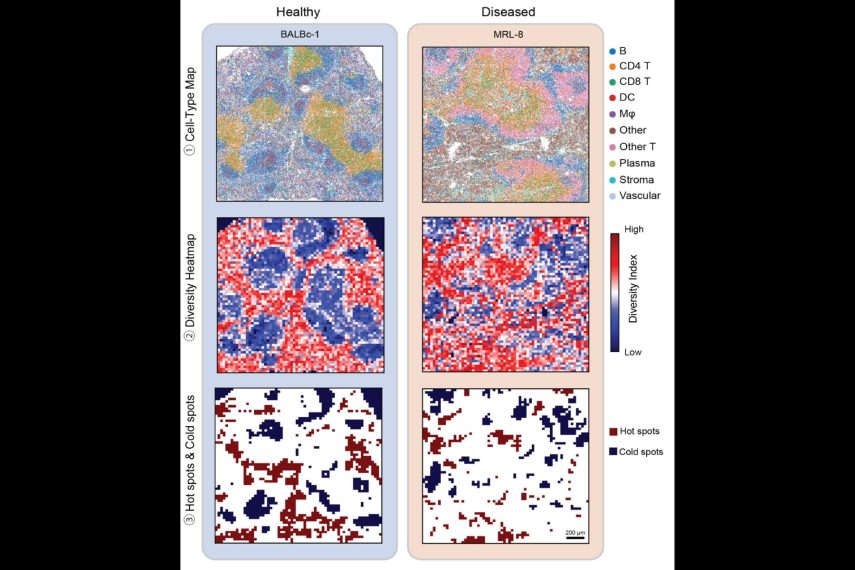 Cross-section view of visualization of diseased tissues generated by MESA tool.