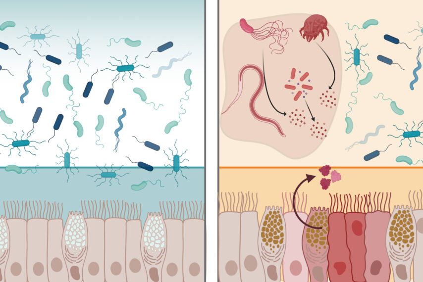 “What’s remarkable is that intelectin-2 (mltln2) operates in two complementary ways. It helps stabilize the mucus layer, and if that barrier is compromised, it can directly neutralize or restrain bacteria that begin to escape,” says Laura Kiessling. On left, mltln2 stabilizes the mucus layer on healthy tissue. On right, it neutralizes bacteria in an inflamed GI tract.